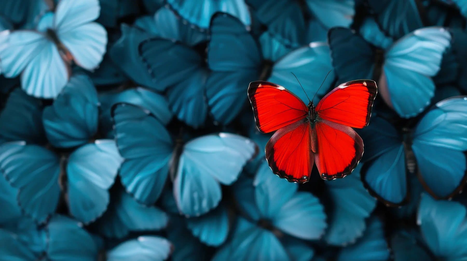 Ein roter Schmetterling zwischen vielen blauen